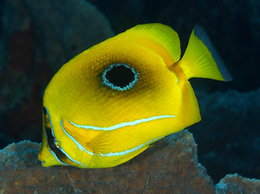 Eclipse Butterflyfish - Chaetodon bennetti - Wakatobi, Indonesia