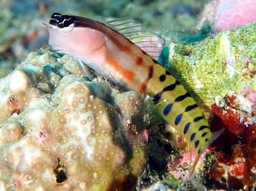 Fiji Clown Coralblenny - Ecsenius fijiensis - Fiji