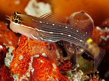 Pictus Coralblenny - Ecsenius pictus - Wakatobi, Indonesia