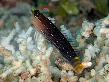Pictus Coralblenny - Ecsenius pictus - Lombok, Indonesia