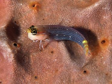 Pictus Coralblenny - Ecsenius pictus - Lombok, Indonesia