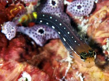 Pictus Coralblenny - Ecsenius pictus - Komodo, Indonesia