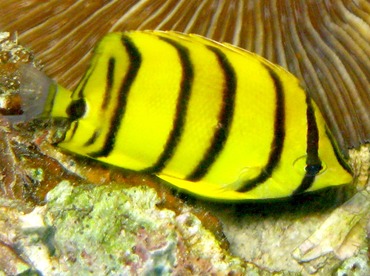 Eight-Banded Butterflyfish - Chaetodon octofasciatus - Palau
