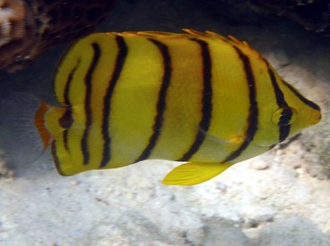 Eight-Banded Butterflyfish - Chaetodon octofasciatus - Palau