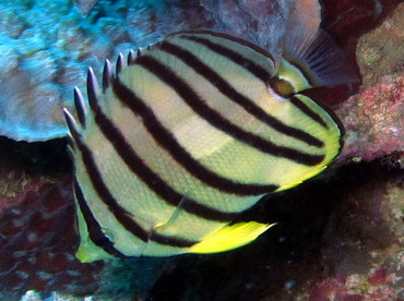 Eight-Banded Butterflyfish - Chaetodon octofasciatus - Dumaguete, Philippines