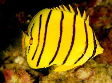 Eight-Banded Butterflyfish - Chaetodon octofasciatus - Palau