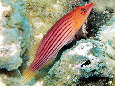 Eightstripe Wrasse - Pseudocheilinus octotaenia - Big Island, Hawaii