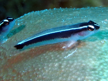 Linesnout Goby - Elacatinus lori - Belize