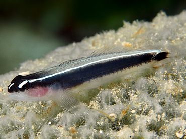 Linesnout Goby - Elacatinus lori - Roatan, Honduras