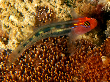 Redhead Goby - Elacatinus puncticulatus - Cabo San Lucas, Mexico