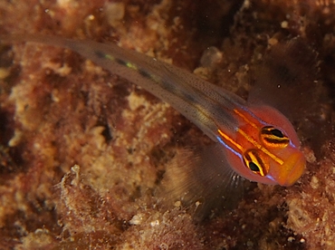 Redhead Goby - Elacatinus puncticulatus - Cabo San Lucas, Mexico