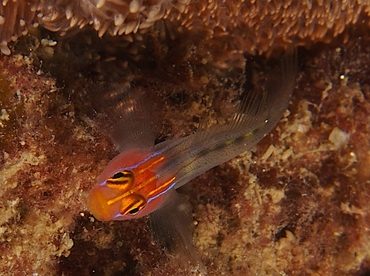 Redhead Goby - Elacatinus puncticulatus - Cabo San Lucas, Mexico