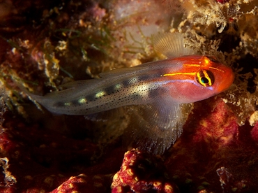 Redhead Goby - Elacatinus puncticulatus - Cabo San Lucas, Mexico