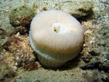 Elegant Anemone - Actinoporus elongatus - Roatan, Honduras