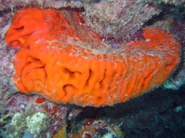 Orange Elephant Ear Sponge - Agelas clathrodes - Key West, Florida