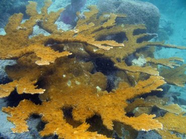 Elkhorn Coral - Acropora palmata - St John, USVI