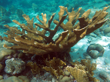 Elkhorn Coral - Acropora palmata - Bonaire
