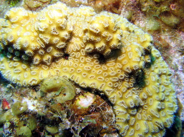 Elliptical Star Coral - Dichocoenia stokesi - Roatan, Honduras