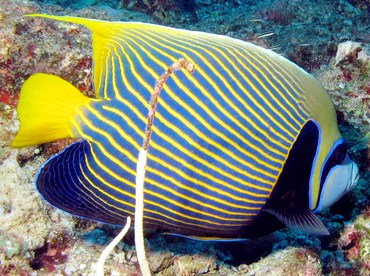 Emperor Angelfish - Pomacanthus imperator - Palau