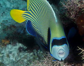 Emperor Angelfish - Pomacanthus imperator - Komodo, Indonesia