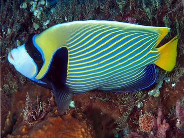 Emperor Angelfish - Pomacanthus imperator - Komodo, Indonesia