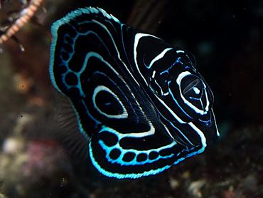 Emperor Angelfish - Pomacanthus imperator - Bali, Indonesia
