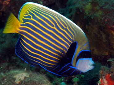 Emperor Angelfish - Pomacanthus imperator - Bali, Indonesia