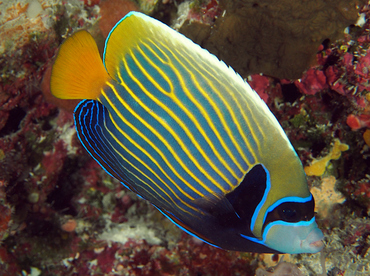 Emperor Angelfish - Pomacanthus imperator - Wakatobi, Indonesia