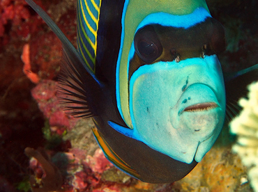 Emperor Angelfish - Pomacanthus imperator - Wakatobi, Indonesia