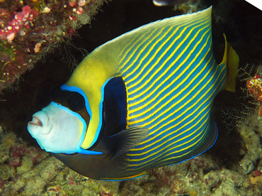 Emperor Angelfish - Pomacanthus imperator - Wakatobi, Indonesia