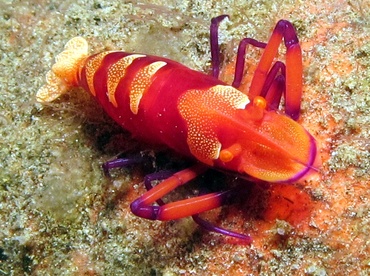 Emperor Shrimp - Periclimenes imperator - Dumaguete, Philippines