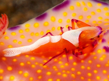 Emperor Shrimp - Periclimenes imperator - Lembeh Strait, Indonesia