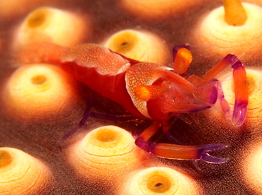 Emperor Shrimp - Periclimenes imperator - Lembeh Strait, Indonesia