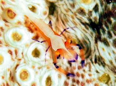 Emperor Shrimp - Periclimenes imperator - Fiji