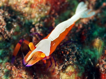 Emperor Shrimp - Periclimenes imperator - Bali, Indonesia