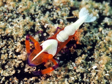 Emperor Shrimp - Periclimenes imperator - Anilao, Philippines