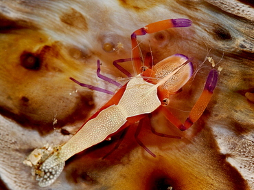 Emperor Shrimp - Periclimenes imperator - Anilao, Philippines