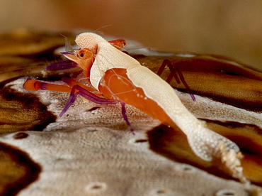 Emperor Shrimp - Periclimenes imperator - Anilao, Philippines