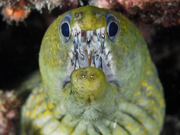 Dark-spotted Moray - Enchelycore kamara - Komodo, Indonesia