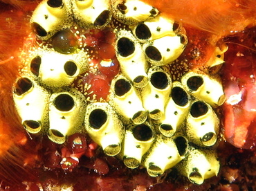 Encrusting Social Tunicate - Symplegma viride - Grand Cayman