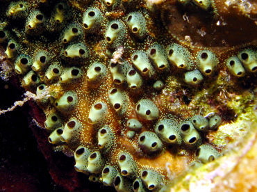 Encrusting Social Tunicate - Symplegma viride - Belize