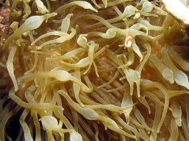 Bulb-Tentacle Sea Anemone - Entacmaea quadricolor - Yap, Micronesia