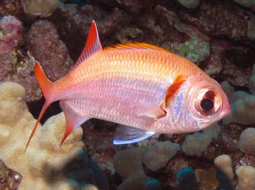 Epaulette Soldierfish - Myripristis kuntee - Big Island, Hawaii