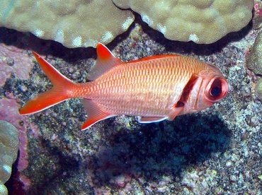 Epaulette Soldierfish - Myripristis kuntee - Lanai, Hawaii