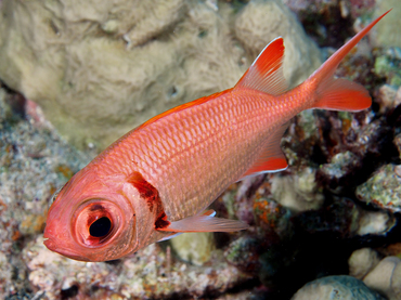 Epaulette Soldierfish - Myripristis kuntee - Great Barrier Reef, Australia