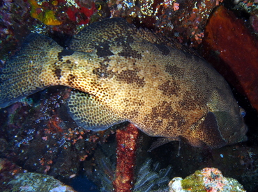 Brown-Marbled Grouper - Epinephelus fuscoguttatus - Bali, Indonesia