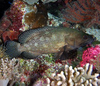 Specklefin Grouper - Epinephelus ongus - Wakatobi, Indonesia