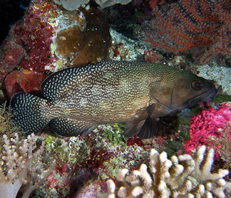 Specklefin Grouper - Epinephelus ongus - Wakatobi, Indonesia