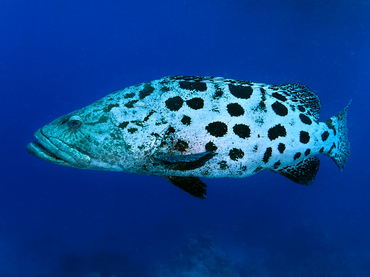 Potato Cod - Epinephelus tukula - Great Barrier Reef, Australia