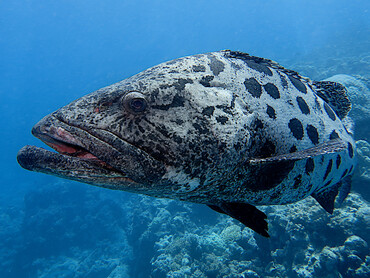 Potato Cod - Epinephelus tukula - Great Barrier Reef, Australia